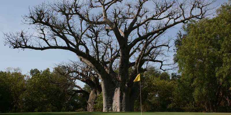 Baobab au bord d’un green au Sénégal