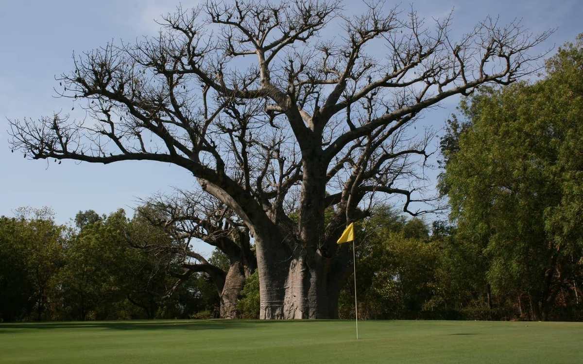 Baobab au bord d’un green au Sénégal